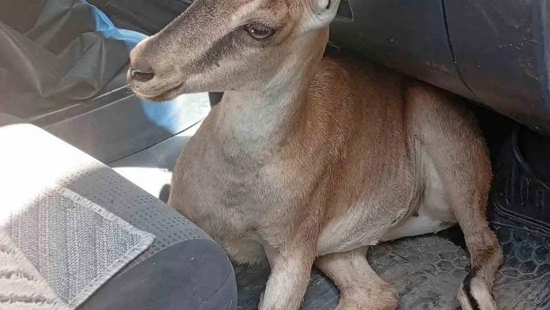 Yaralı yavru dağ keçisi tedavi altına alındı