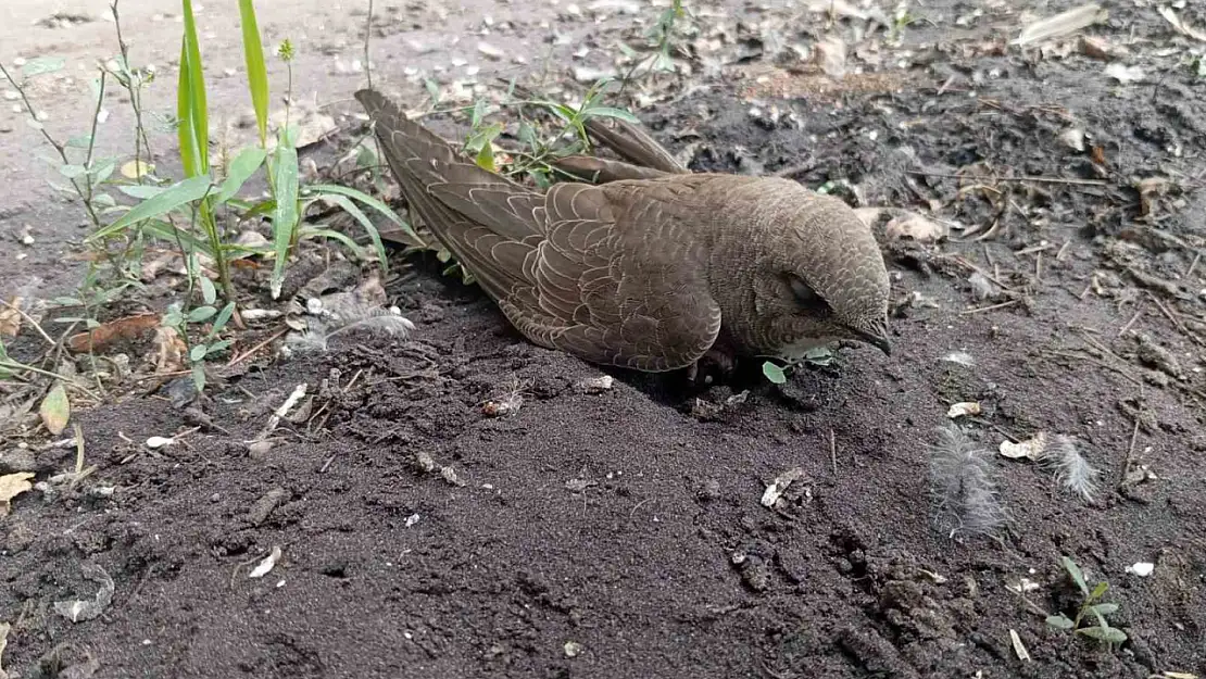 Bitkin halde bulduğu ebabil kuşunu besleyip, doğa koruma ekiplerine teslim etti