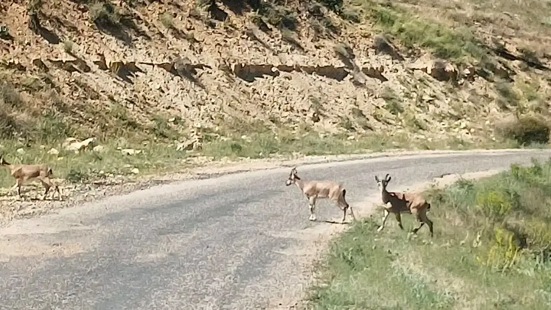 Dağ keçilerini görüntüledi, 'Ne kadar güzelsiniz' diyerek paylaştı