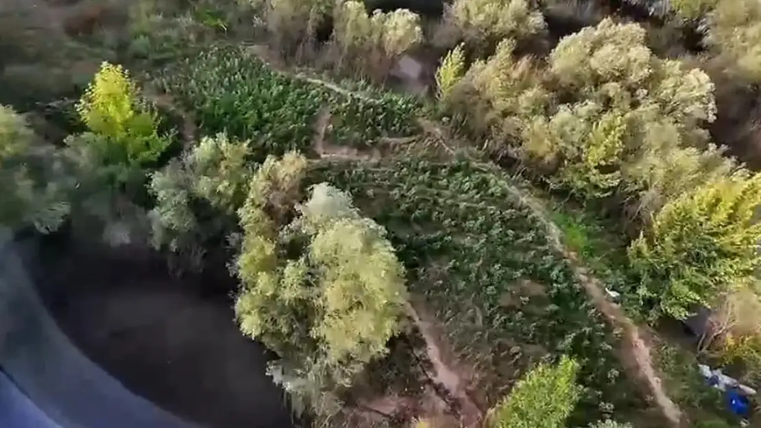 Diyarbakır'da 1 milyon 428 bin kök uyuşturucu bitkisi ele geçirildi