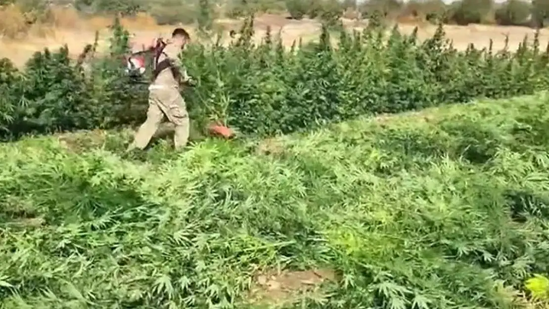 Diyarbakır'da 70 ton toz esrar elde edebilecek 3 milyon 476 bin adet kök kenevir ve skunk ele geçirildi: 7 gözaltı