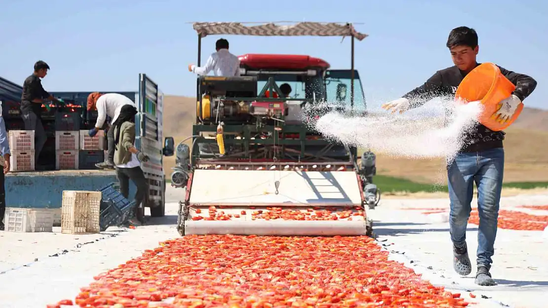 Dünya sofralarını süsleyen domateste 315 ton rekolte bekleniyor