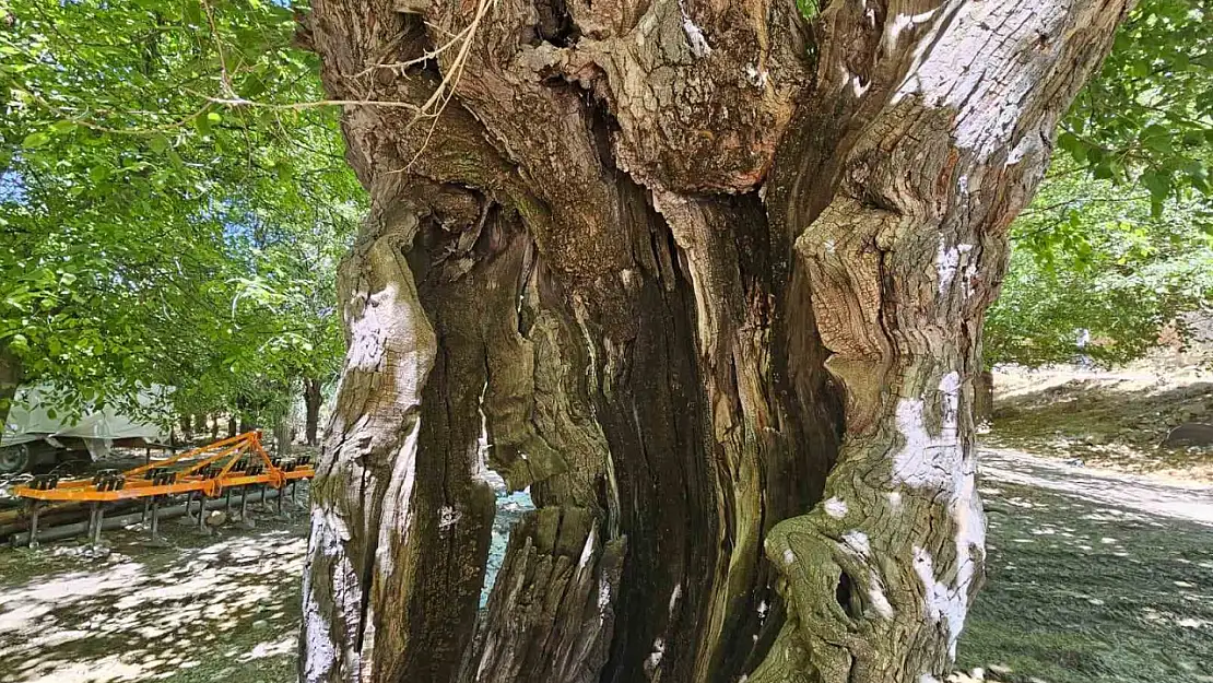 Elazığ'da dut ağaçları zamana direniyor