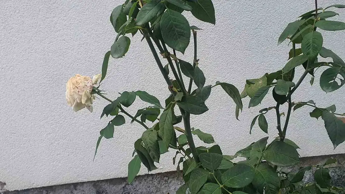 Elazığ'da kış mevsiminde gül ağacı çiçek açtı