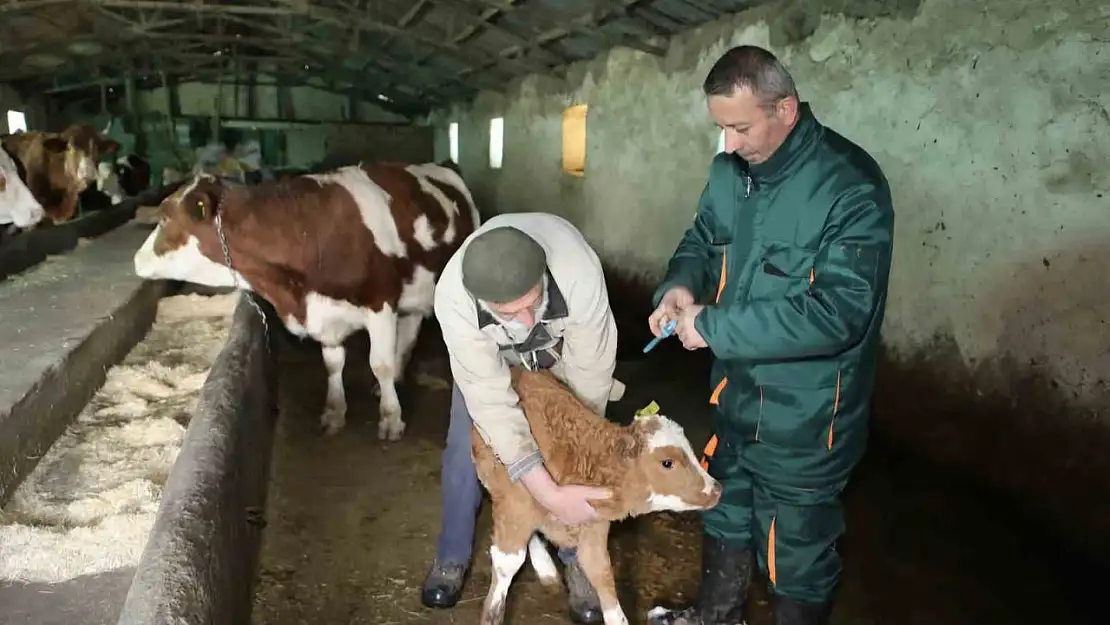 Elazığ'da şap ile mücadele: 5 bin büyükbaş aşılandı, 255 işletmede sağlık taraması yapıldı