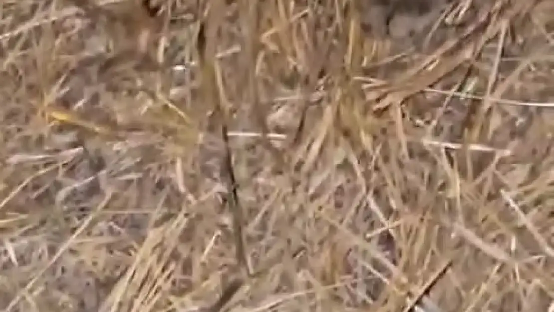 Elazığ'da sarıkız örümceği ile kedinin mücadelesi kamerada