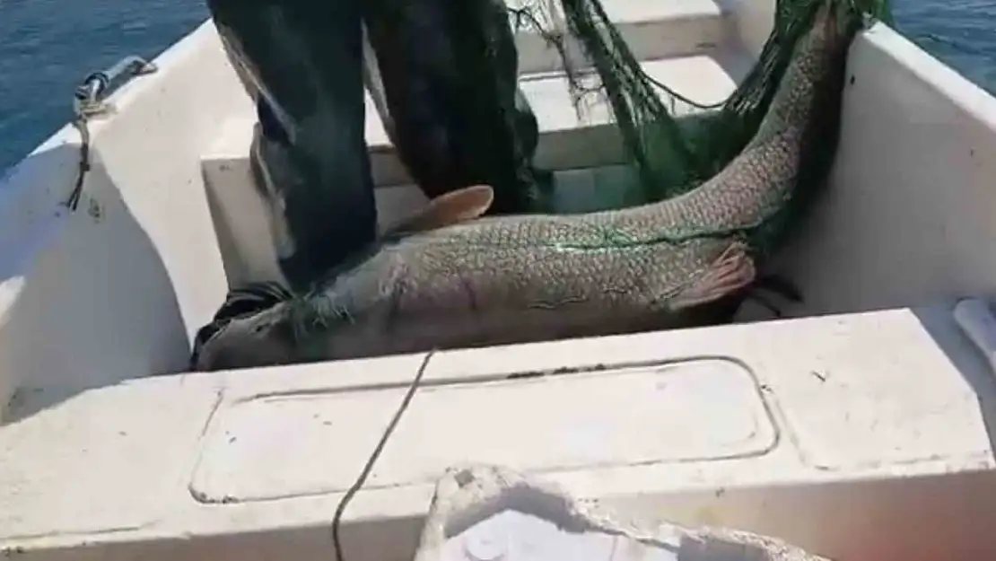 Keban Baraj Gölünde 72 kiloluk dev turna balığı yakalandı