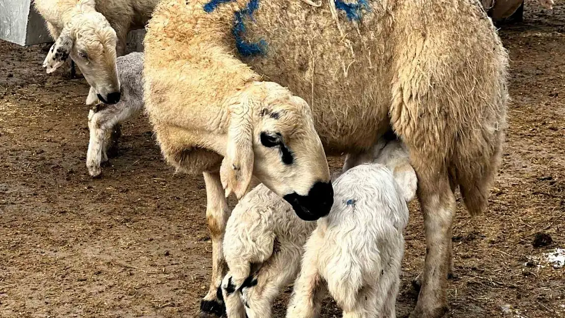 Malatya'da baharın habercisi kuzuların doğumları başladı