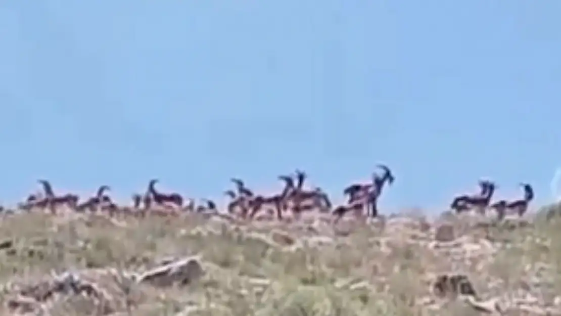 Malatya'da sürü halindeki yaban keçileri görüntülendi