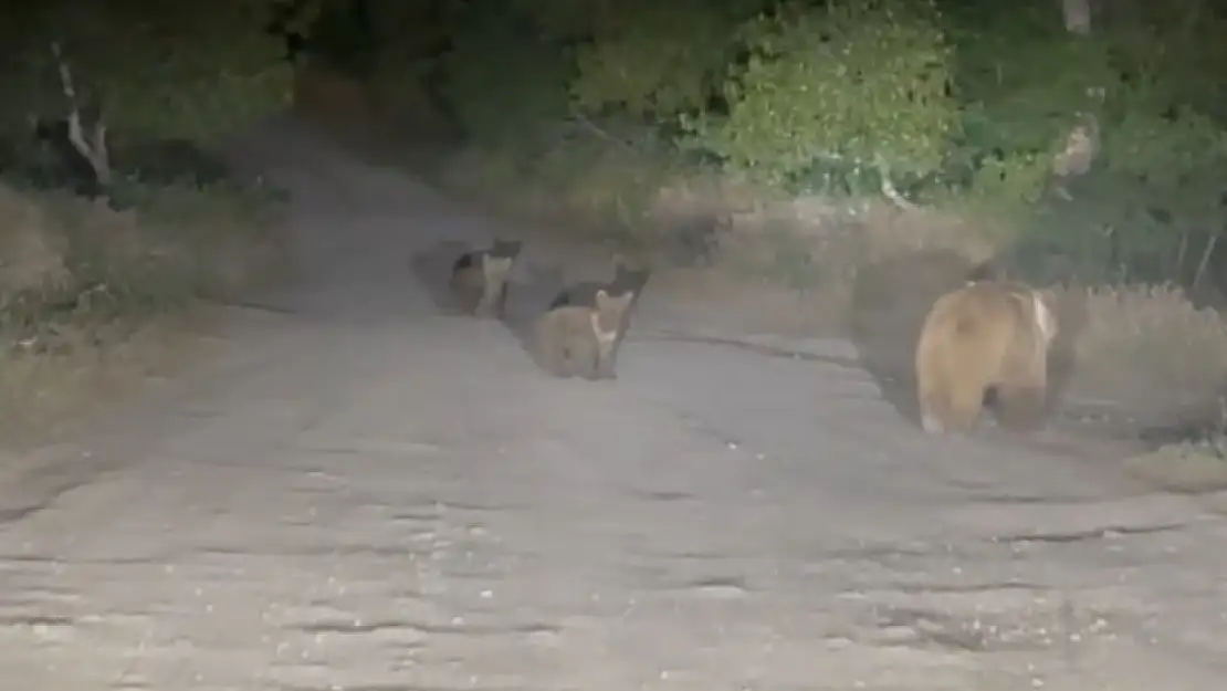 Tunceli'de anne ayı ve 2 yavrusu yiyecek ararken görüldü