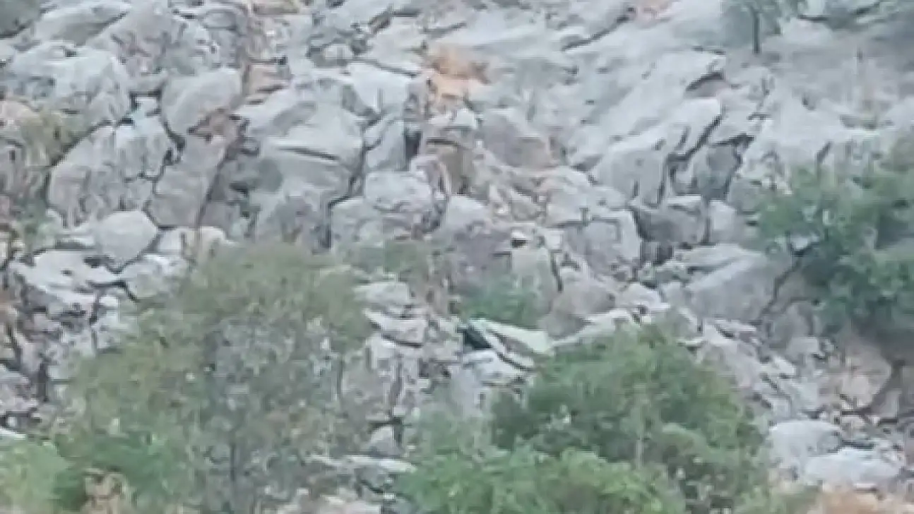Elazığ'da dağ keçileri sürü halinde görüldü