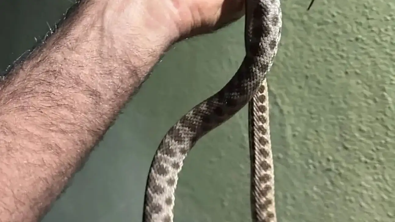 Tunceli'de eve giren yılanı ekipler çıkardı