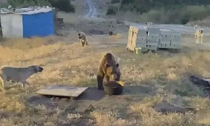 Tunceli'de karakolun davetsiz misafiri: Bozayı