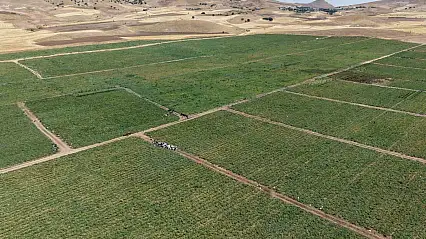 İki bin dönüme domates eken üretici: 'Dışarıda 25 liraya alacağınıza tarladan 8 liraya alın'