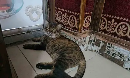 Elazığ'da çay ocağını 4 yıldır mesken tutan 'Bıdık',  mahallenin maskotu oldu
