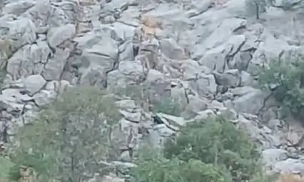 Elazığ'da dağ keçileri sürü halinde görüldü
