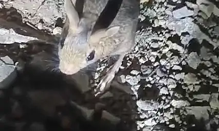 Tunceli'de nesli tükenme tehlikesi altında bulunan Arap tavşanı görüldü