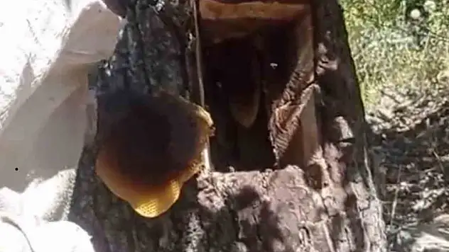 Ağaç kovuğundan kilo kilo bal çıktı