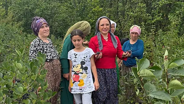 Aronya Akçaabat'tan dünyaya açılıyor