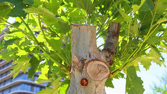 Diyarbakır'da tedavi edilen ağaçlar yeniden yeşerdi