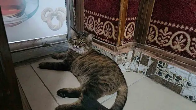 Elazığ'da çay ocağını 4 yıldır mesken tutan 'Bıdık',  mahallenin maskotu oldu