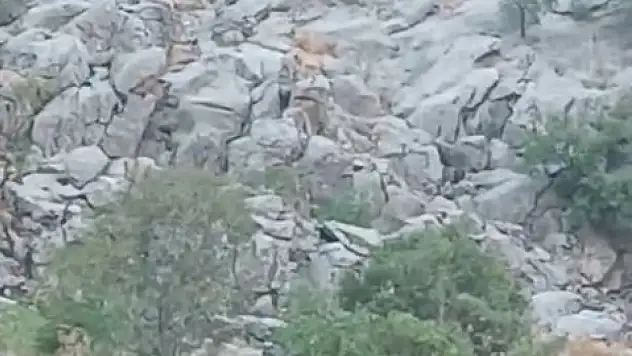 Elazığ'da dağ keçileri sürü halinde görüldü
