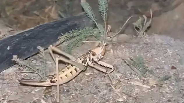 Elazığ'da dev etçil çekirge görüldü