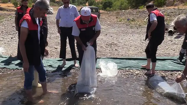 Elazığ'daki su kaynaklarına 5 milyon 786 bin yavru sazan bırakılacak