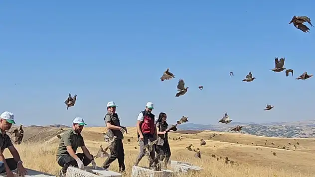 Tunceli'de doğaya 200 kınalı keklik salındı