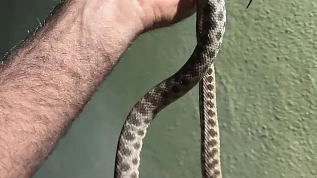 Tunceli'de eve giren yılanı ekipler çıkardı