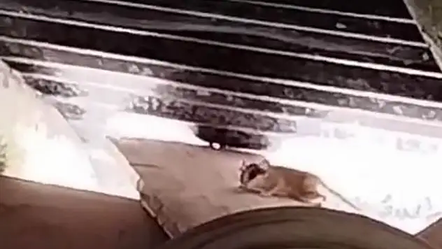 Tunceli'de ilk kez görüntülendi, sevimli hareketleriyle dikkatleri üzerine çekti