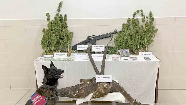 Tunceli'de uyuşturucu operasyonu