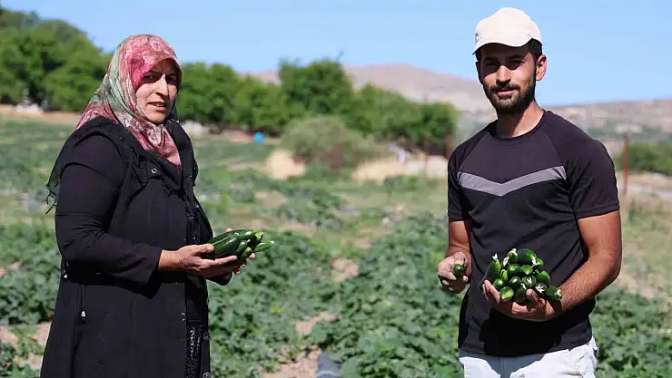 14 yıldır tarladan sofraya: Hal fiyatına organik salatalık