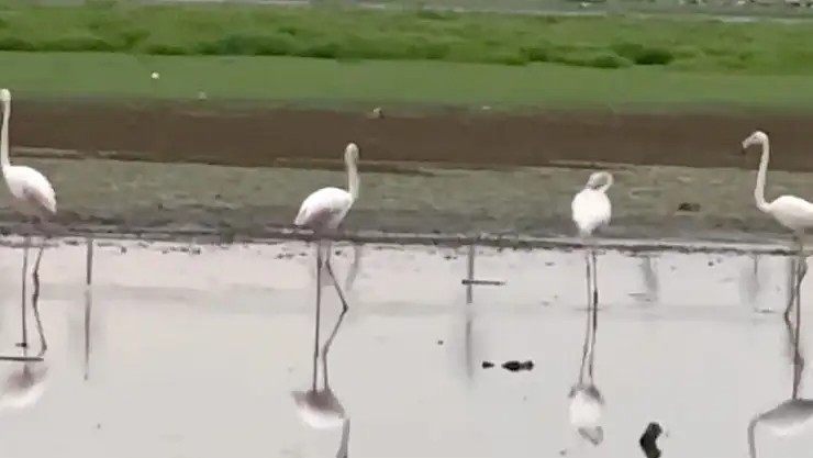 280 türden fazla kuşa ev sahipliği yapan Diyarbakır'da uzun yıllar sonra flamingo görüldü