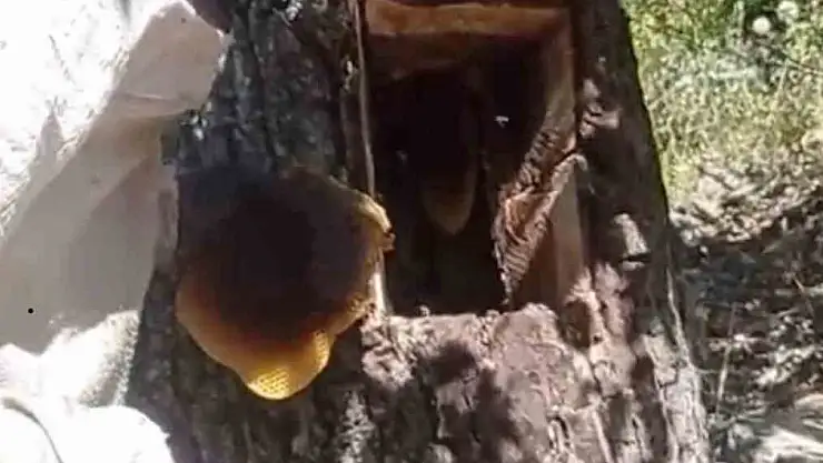 Ağaç kovuğundan kilo kilo bal çıktı