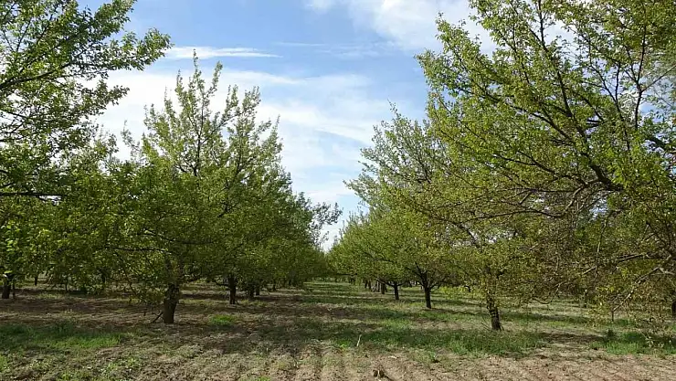 Ağaçlara su püskürtülerek uygulanan buzlama yöntemi zirai donu engelledi