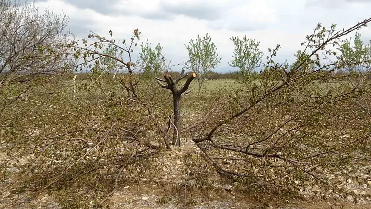 Ağaçlarını kurtarmak için budama yapıyorlar