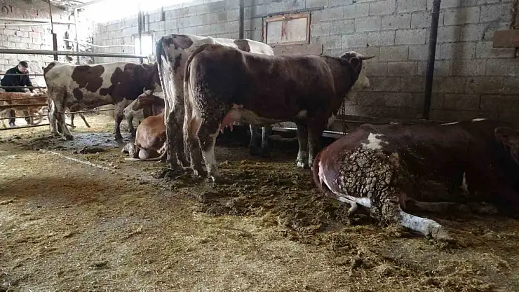 Ahırda dehşet: Onlarca büyükbaş hayvan akıma kapıldı, 4'ü telef oldu