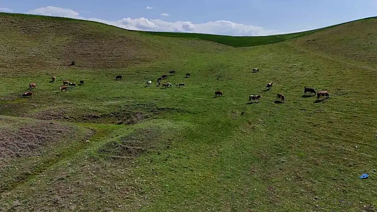 Ahırın yıkılması sonucu korku yaşayıp kaçan buzağı 8 aydır eve dönmüyor