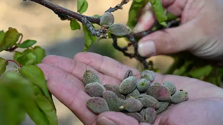 AK Parti Malatya Milletvekili Ölmeztoprak: 'Üreticilerimizin yanında olacağız'