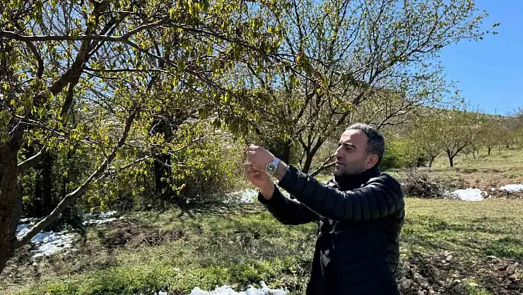 Akçadağ'da zirai don kayısıyı vurdu