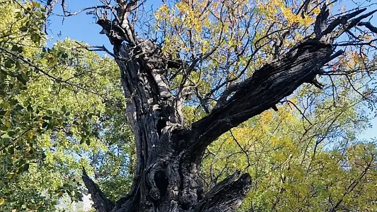 Arapgir'de 800 Yıllık Menengiç ağacı için tescil çalışması