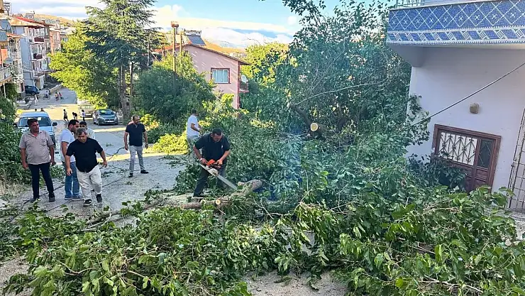 Arapgir'de fırtına ağaçları devirdi