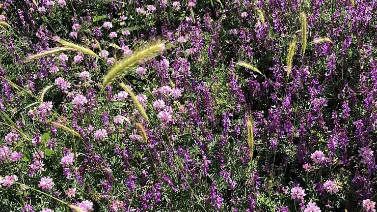 Arapgir kırsalında renk cümbüşü