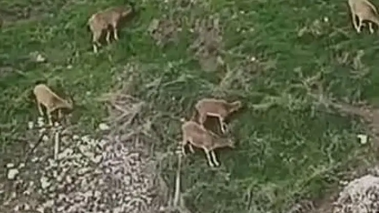 Avlanması halinde 650 bin lira cezası olan dağ keçileri sürü halinde Harput'ta görüntülendi