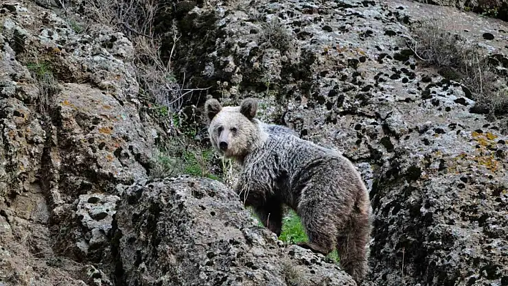Ayı saldırısından köpekler sayesinde kurtuldu