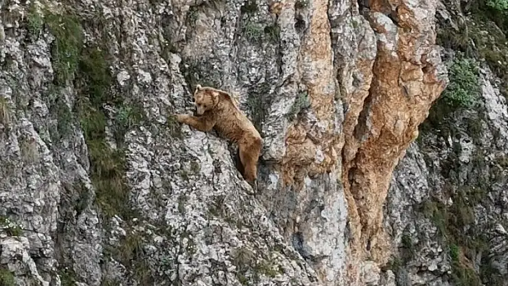 Ayının performansı dağcılara parmak ısırttı