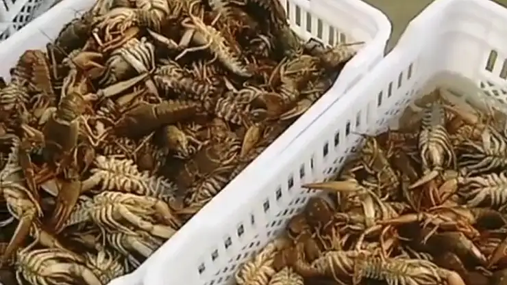 Balıkçıların kerevit kaygısı