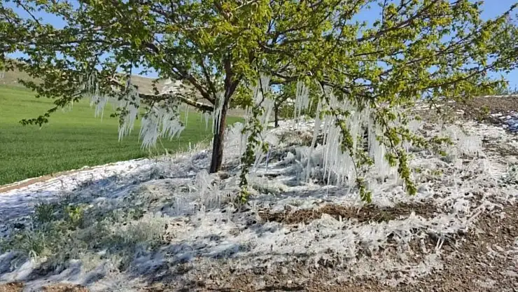 Baskil'de kayısı ağaçlarında sarkıt oluştu