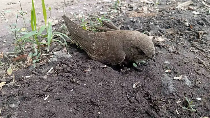 Bitkin halde bulduğu ebabil kuşunu besleyip, doğa koruma ekiplerine teslim etti